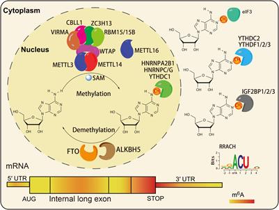 Roles of N6-Methyladenosine (m6A) in Stem Cell Fate Decisions and Early Embryonic Development in Mammals